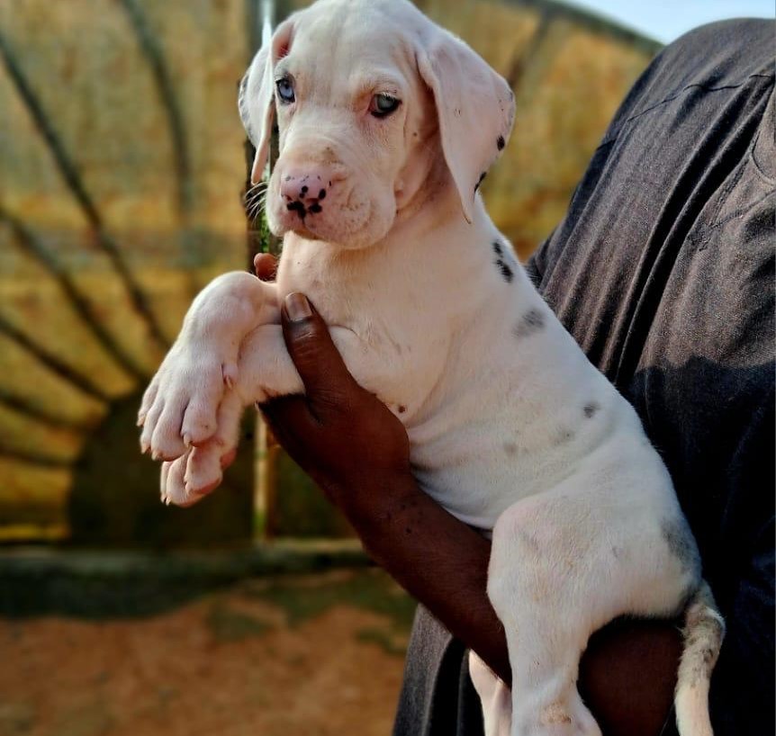 KCI registered great dane price in bangalore