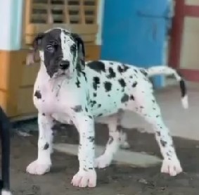 Great dane puppies for sale online in bangalore