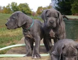 Great dane male puppies for sale in bangalore