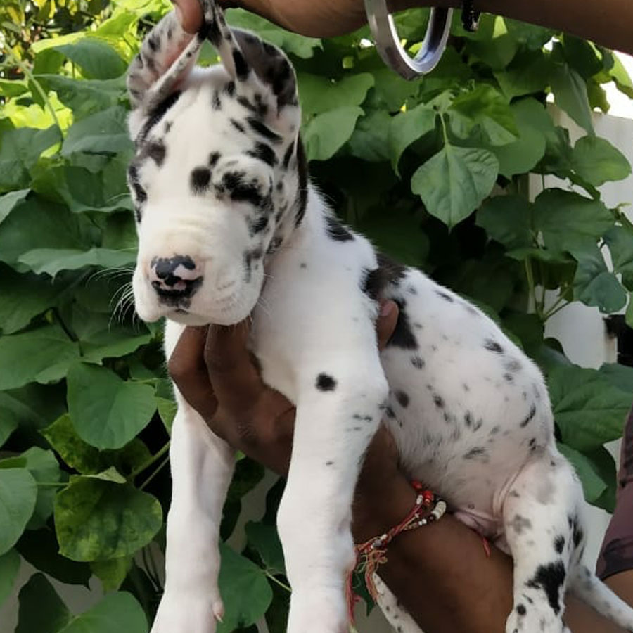 Great dane dog breeder in bangalore