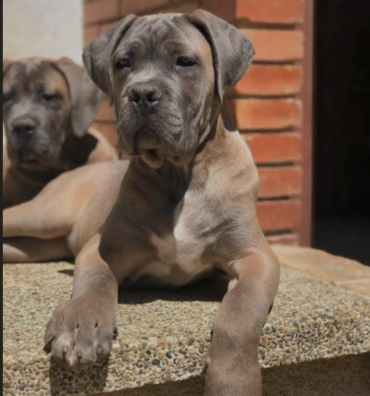 Great Dane male puppy price in Jaipur