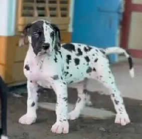 Great Dane dog for sale in Jaipur