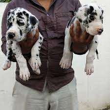 Great Dane puppy price in Delhi