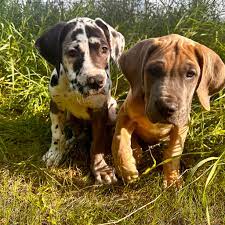 Great Dane male puppy price in Delhi