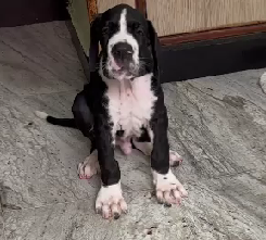 Great Dane dog for sale in Delhi