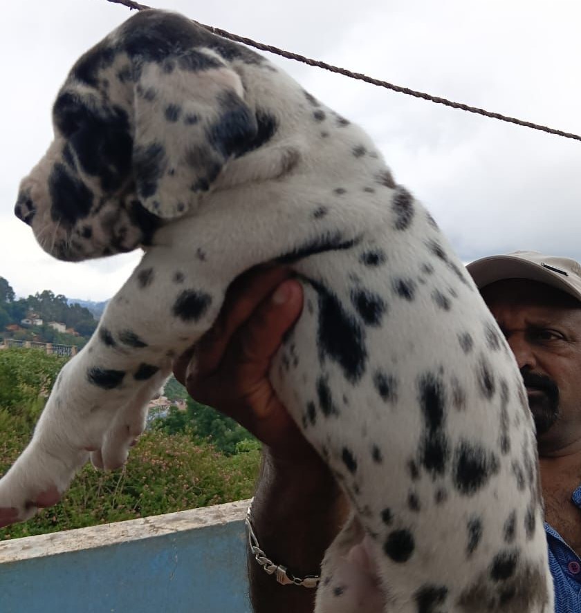 Great Dane male puppy price in India