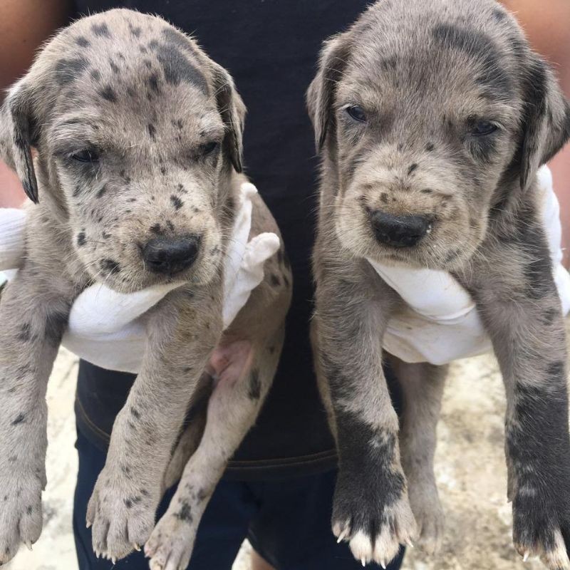 Great dane puppies for sale online in kolkata