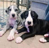 Buy great dane puppies in kolkata