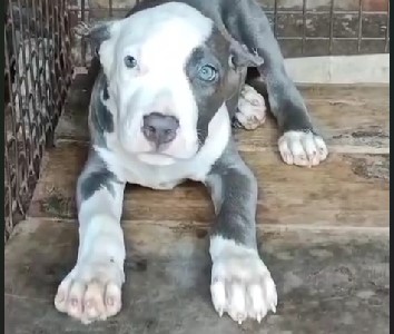 KCI registered great dane puppies for sale in mumbai