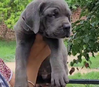 Champion lineage great dane puppies price in mumbai