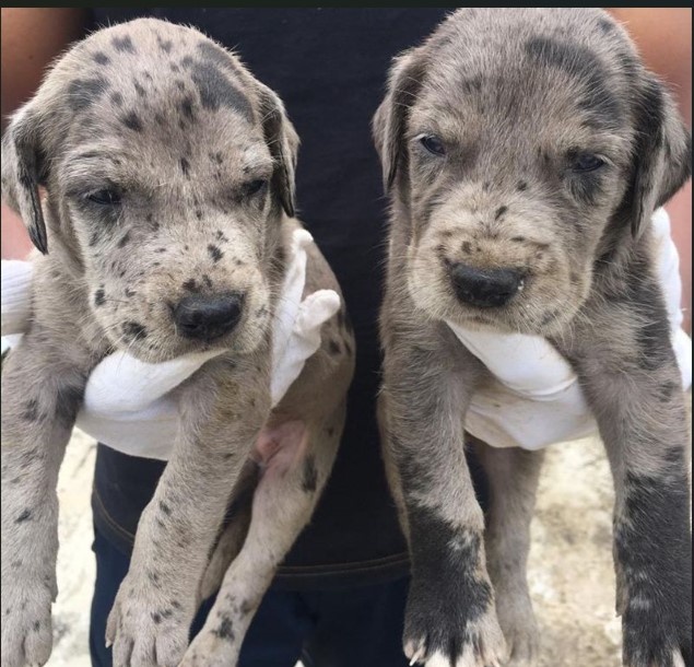 Buy great dane puppies in mumbai