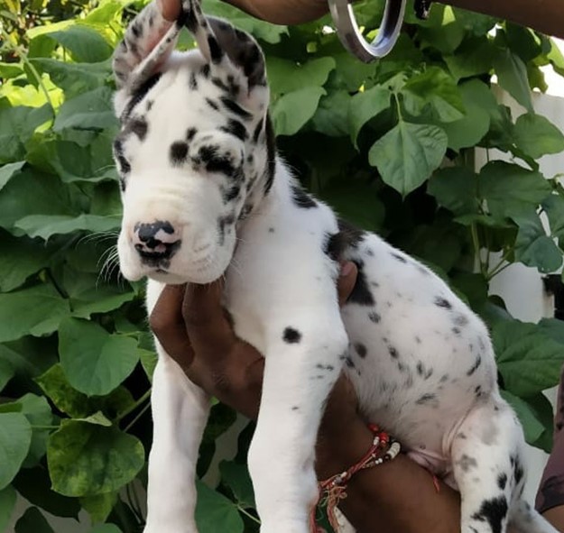 Great dane puppies for sale online in mumbai