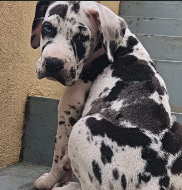 great dane dog breeder in mumbai