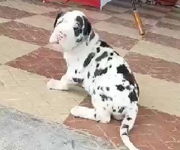 Great dane dog for sale in mumbai