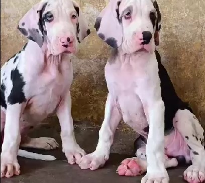 Great dane dog breeder in pune