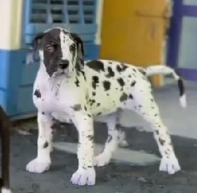 Great dane puppies for sale online in pune