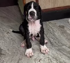 Great dane pet shop in pune