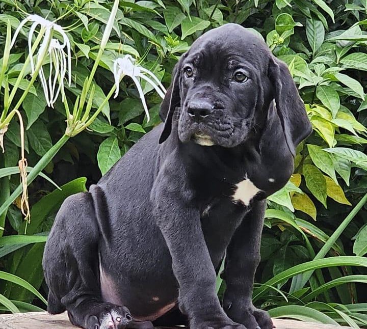 Great dane dog price in pune