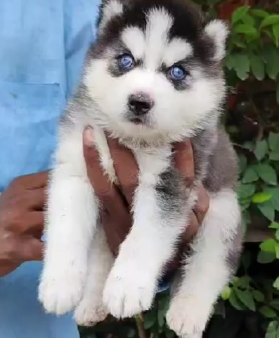 Siberian husky dog for sale in Delhi