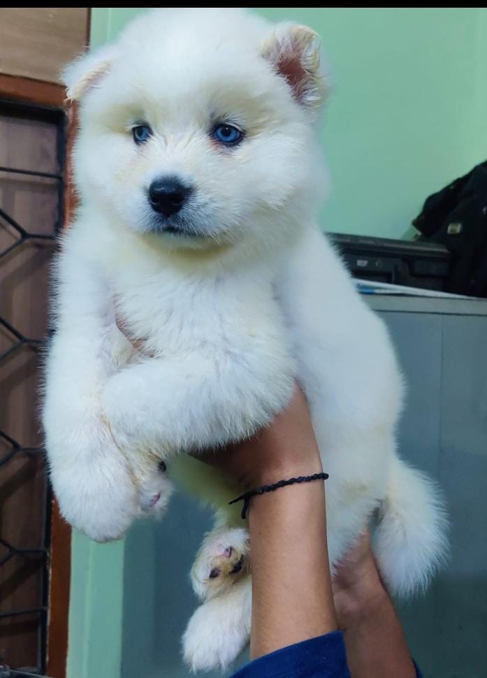 Siberian Husky male puppy price in India