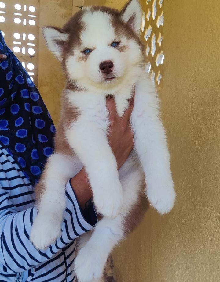 Siberian Husky dog for sale in India