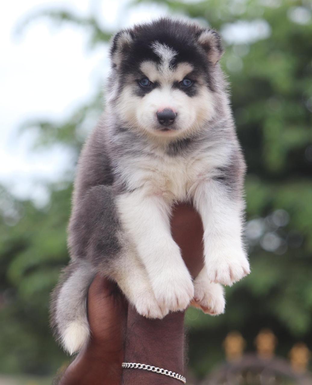 Siberian husky price in Jaipur