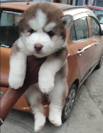 Siberian Husky  puppy from  Vizag