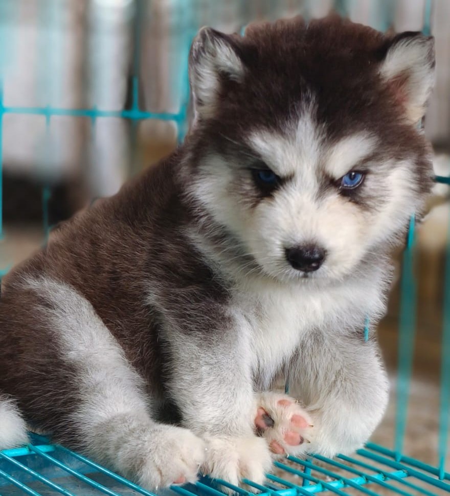 Siberian Husky puppies for sale in  Vizag