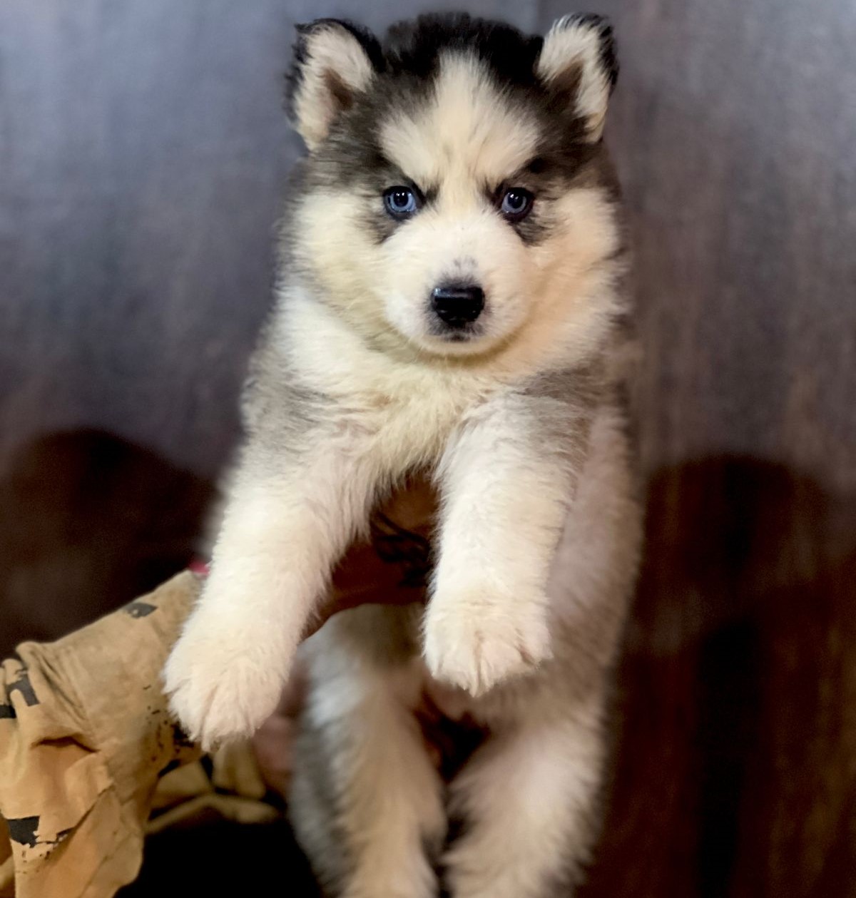 Siberian Husky  dog price in Vizag