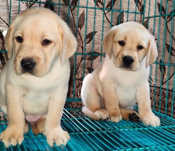 Lab puppy price in hyderabad