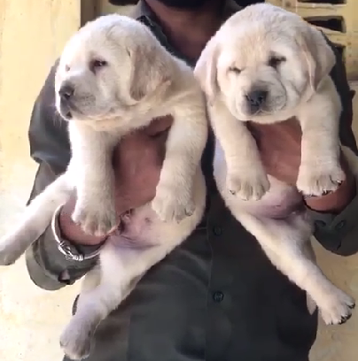 labrador retriever price in Jaipur