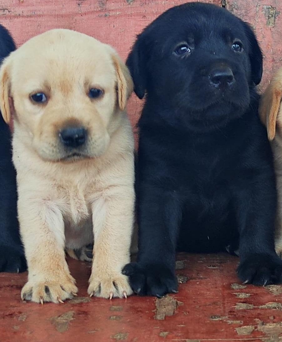 lab puppy price in Jaipur