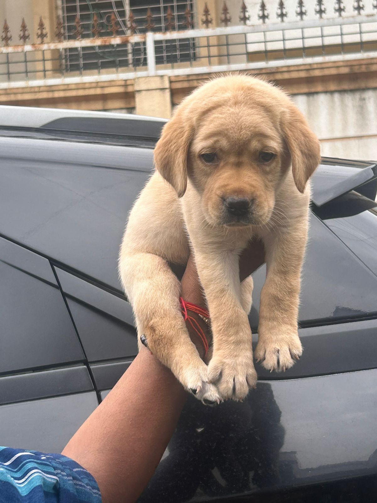 chocolate labrador price in Jaipur