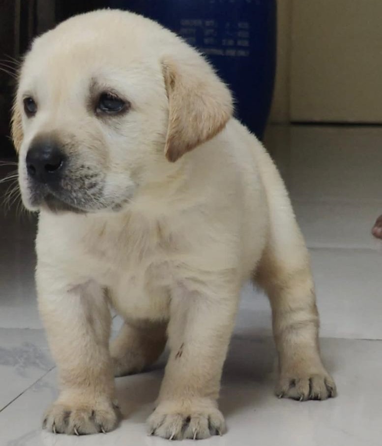 Lab puppy purchase in Hyderabad