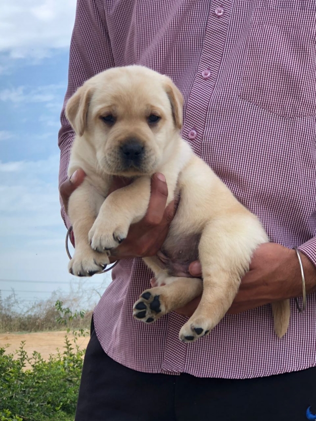  Labrador Retriever dog price in Vizag