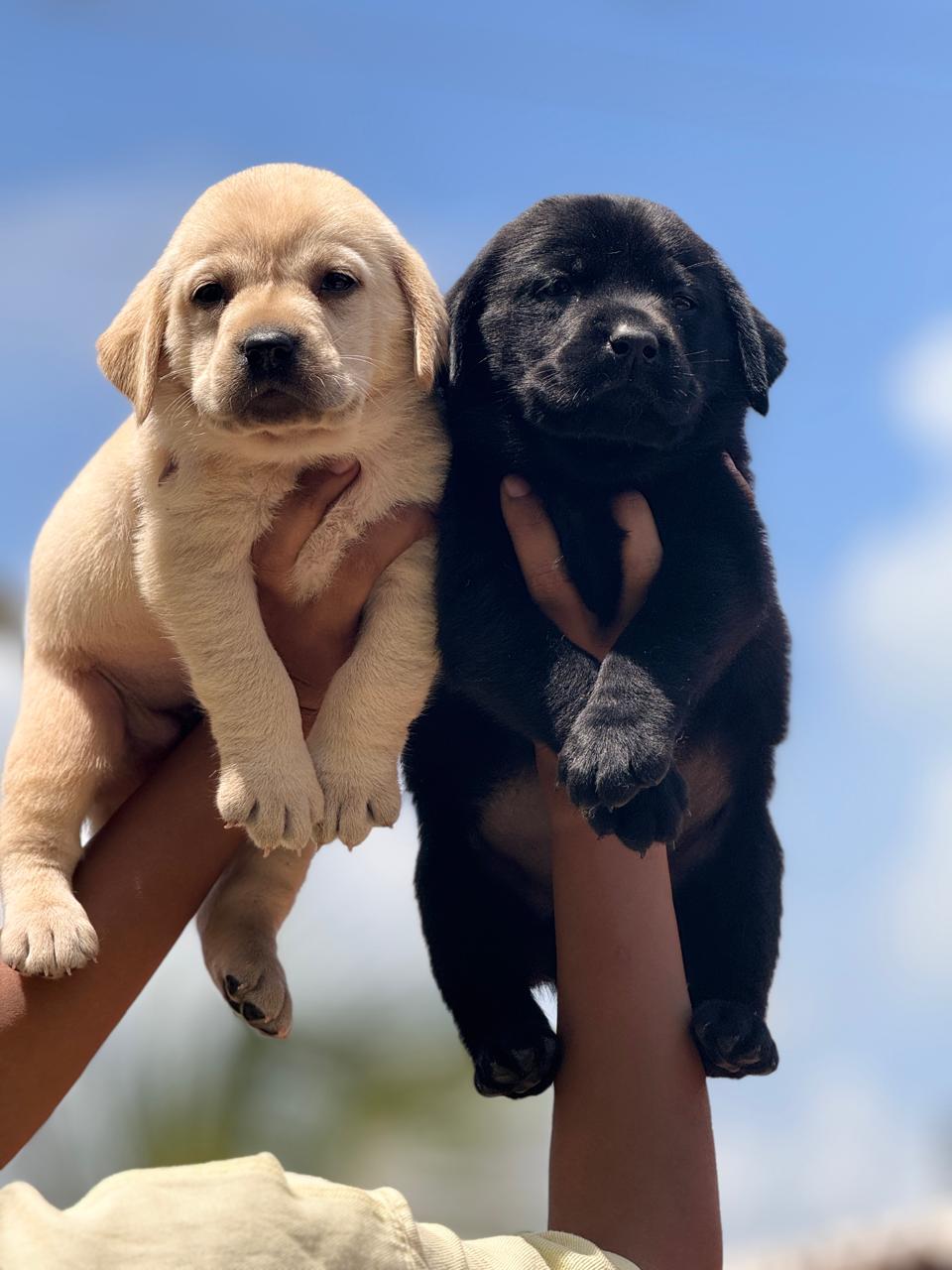  Labrador Retriever dog for sale in  Vizag