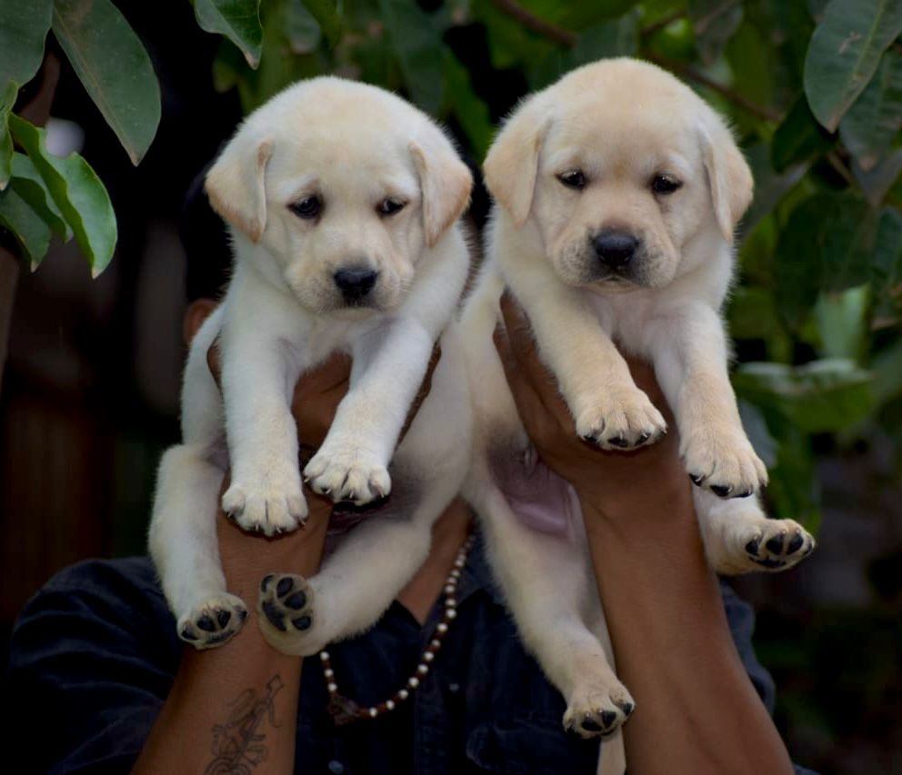  Labrador Retriever pet shop in  Vizag