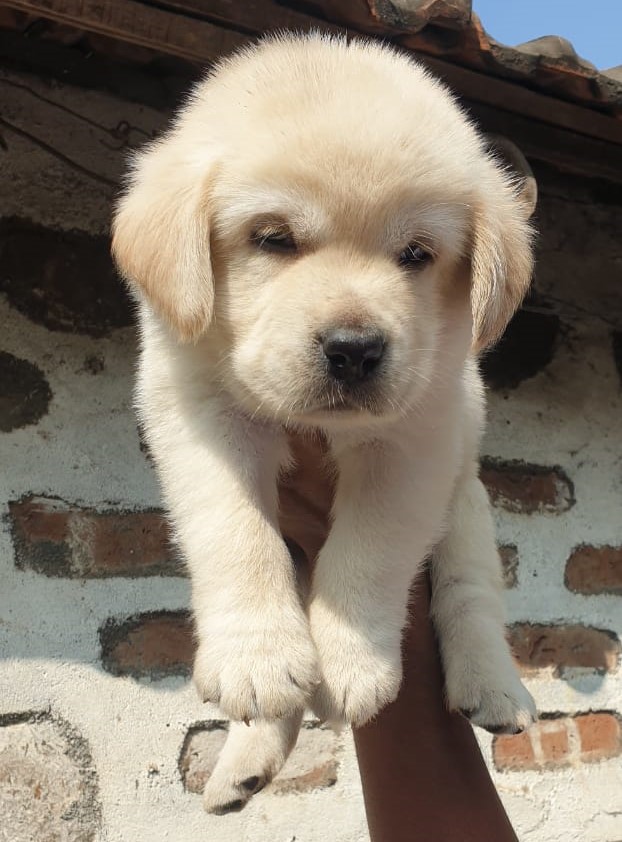 Labrador Retriever puppy price in hyderabad