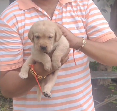 Labrador puppy price in India