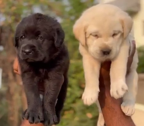 Labrador retriever dog kennel in bangalore