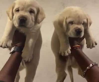 Pure bred labrador retriever price in bamgalore