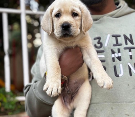 Buy labrador retriever puppies in kolkata