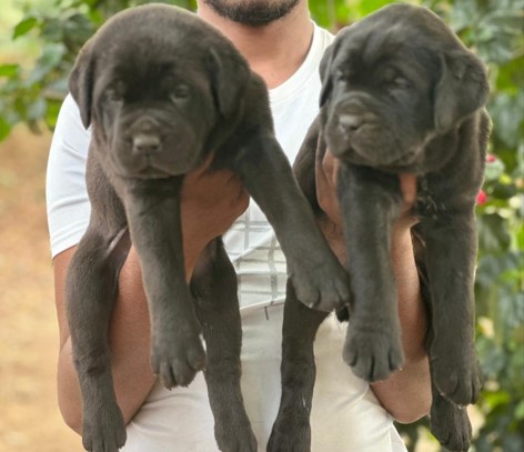 Labrador retriever puppies for sale online in kolkata