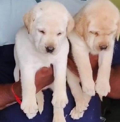 KCI registered labrador retriever puppies for sale in mumbai