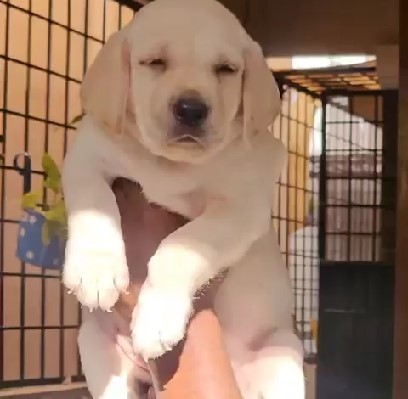 Pure bred labrador retriever puppies price in mumbai