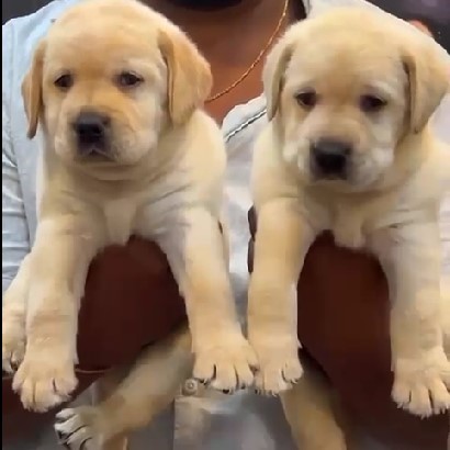 Labrador Retriever breeder in mumbai