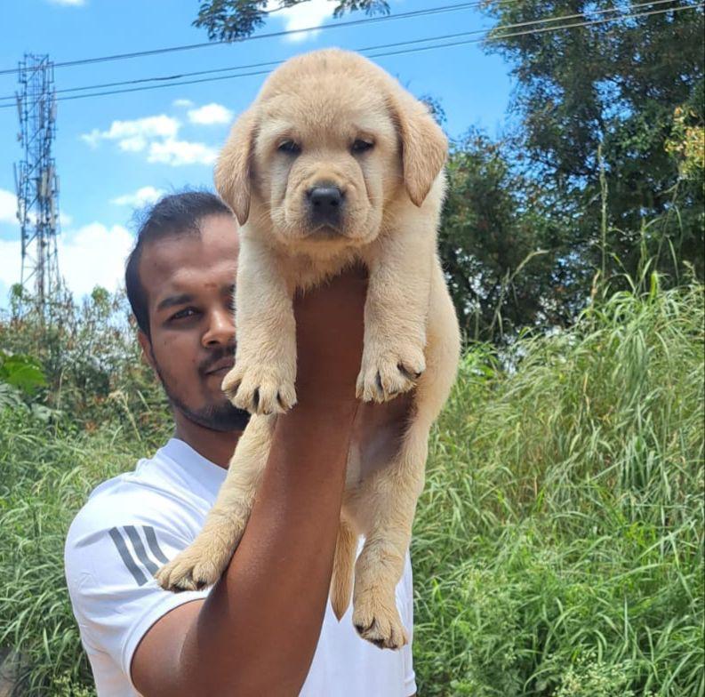 Champion lineage labrador retriever puppies for sale in mumbai