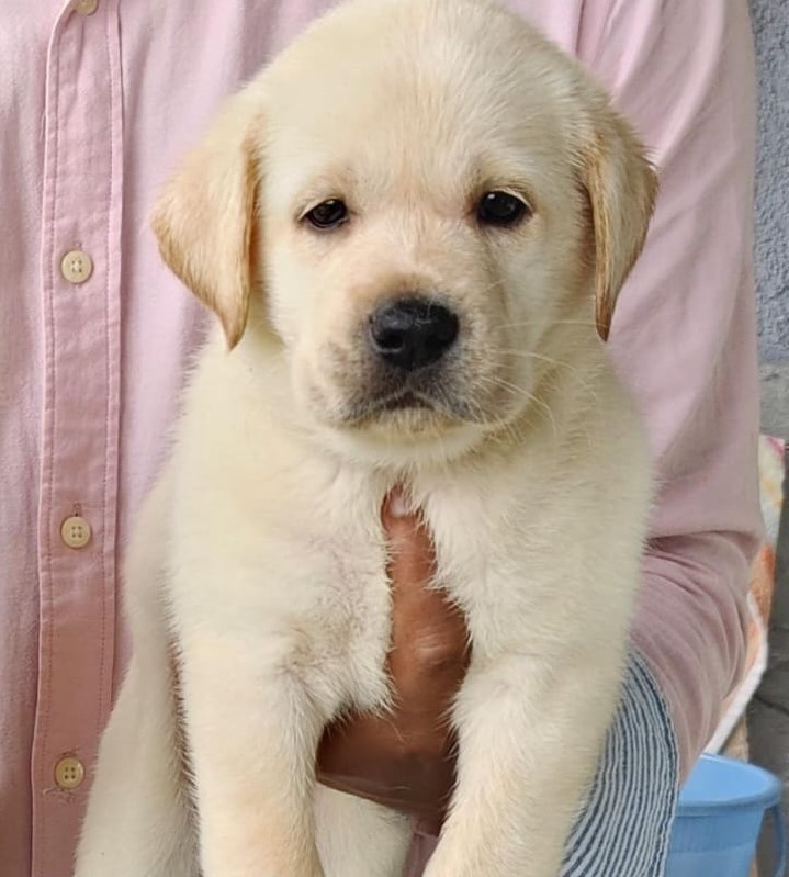 Buy labrador retriever puppies in pune