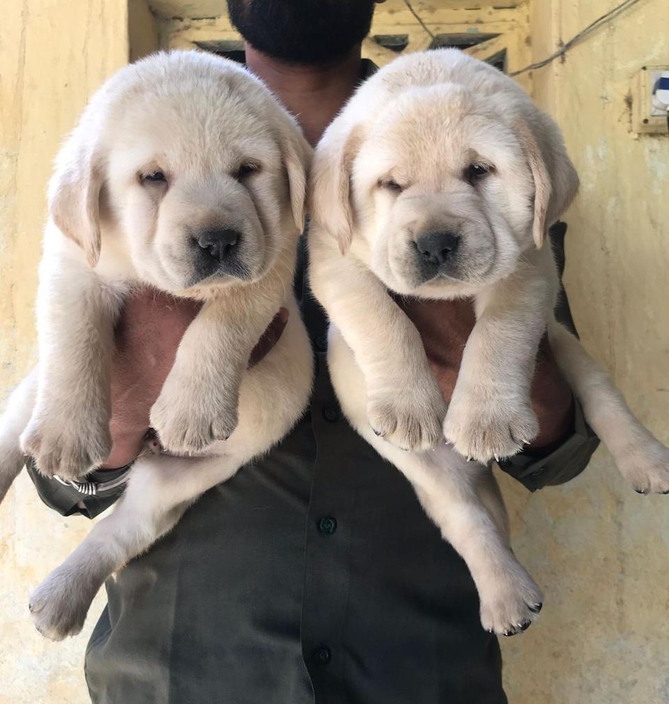 Labrador retriever puppies for sale online in pune