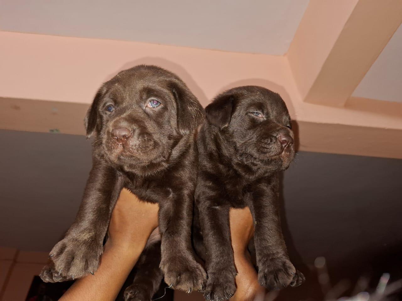 Labrador retriever pet shop in pune